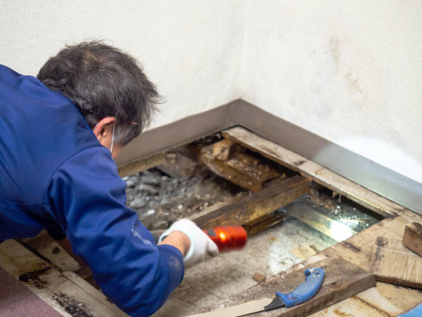 Best Attic Mold Removal  in Franklin, NJ