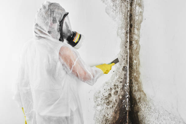 Office Mold Removal Services in Franklin, NJ