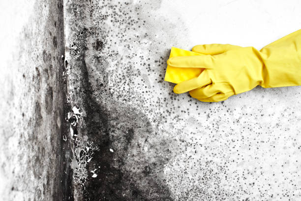 Best Toxic Mold Removal  in Franklin, NJ