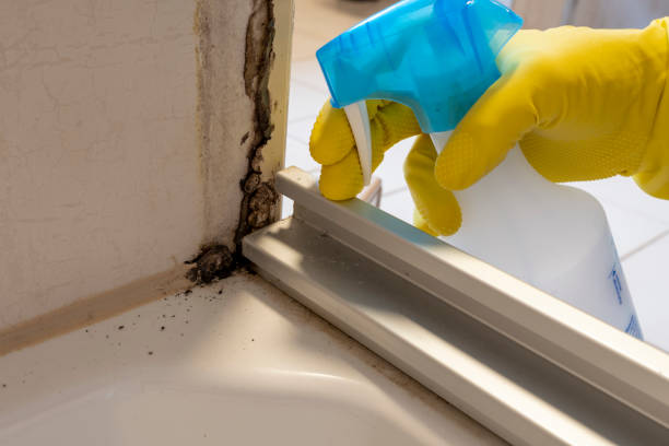 Best Fast Mold Removal  in Franklin, NJ