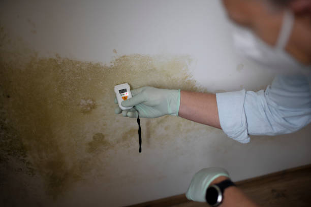 Best Mold Testing and Removal  in Franklin, NJ
