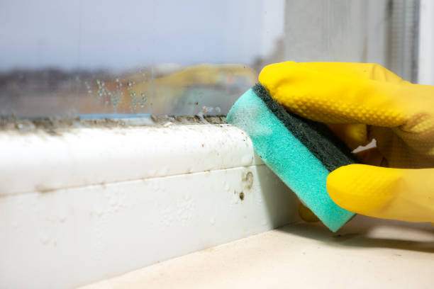 Mold Testing and Removal in Franklin, NJ