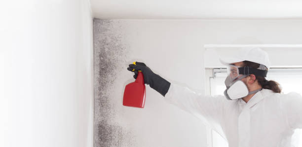 Best Emergency Mold Removal  in Franklin, NJ