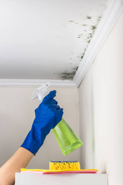 Best Residential Mold Removal  in Franklin, NJ